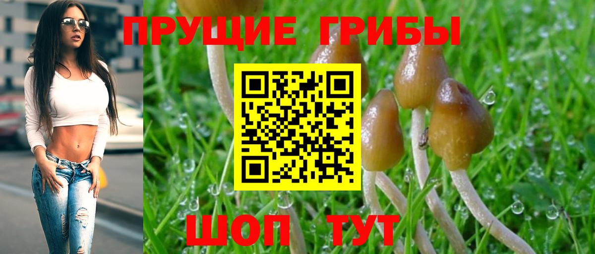 Псилоцибиновые грибы мицелий Ефремов
